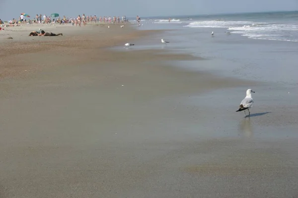 Piękne Ujęcie Mew Spacerujących Piaszczystej Plaży Ciągu Dnia — Zdjęcie stockowe