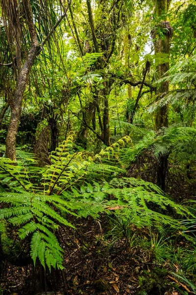 Una Imagen Vertical Árboles Arbustos Una Selva Bajo Luz Del — Foto de Stock