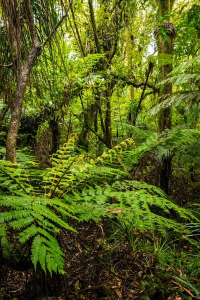 Een Verticaal Beeld Van Bomen Struiken Een Jungle Onder Het — Stockfoto