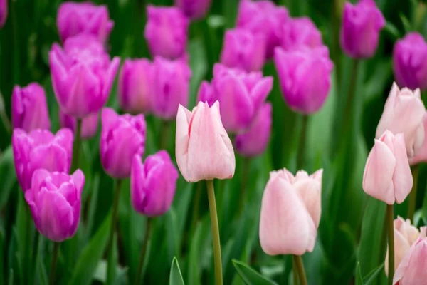 Gros Plan Des Fleurs Tulipes Roses Violettes Dans Champ Par — Photo