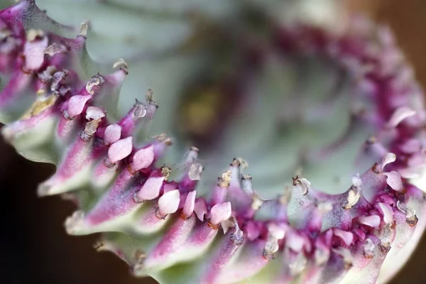 Eine Nahaufnahme Einer Einzigartigen Blume Mit Verschwommenem Hintergrund — Stockfoto