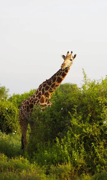 Urocza Żyrafa Massai Parku Narodowym Tsavo East Kenia Afryka — Zdjęcie stockowe