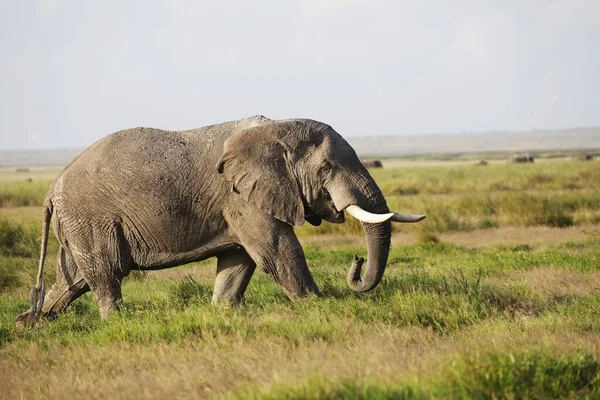 Egy Elefánt Sétál Egy Zöld Mezőn Amboseli Nemzeti Parkban Kenyában — Stock Fotó