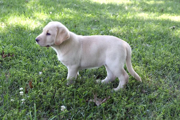 Detailní Záběr Roztomilé Malé Žluté Labrador Retrívr Štěně Hrát Trávníku — Stock fotografie