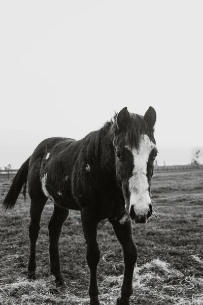 Colpo Verticale Cavallo Bianco Nero Durante Giorno — Foto Stock