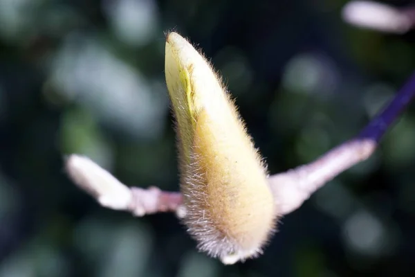 Zbliżenie Strzał Unikalny Kwiat Rozmytym Tle — Zdjęcie stockowe