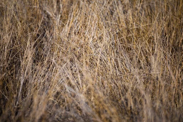 Selective Focus Shot Dry Grass Field Maksimir Park Zagreb Croatia — Stock Photo, Image