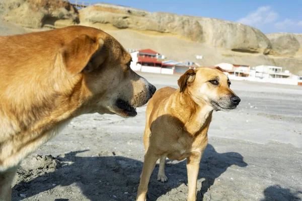 Due Simpatici Cani Recupero Una Zona Sabbiosa Una Giornata Sole — Foto Stock