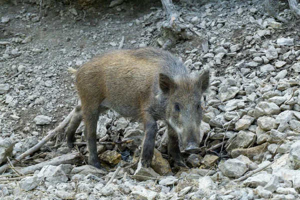 Brown Visayan Warty Pig Walking Rocky Area Daytime — Stock Photo, Image