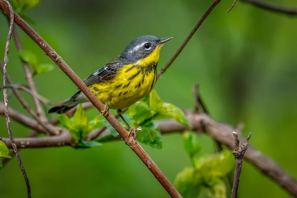 Magnolia Warbler Shot Boardwalk Spring Migration Magee Marsh Wildlife Area — стокове фото