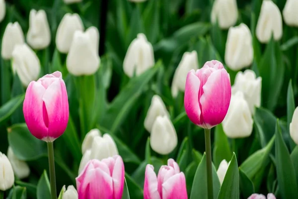 Piękne Ujęcie Białych Różowych Tulipanów Polu Słoneczny Dzień Idealne Tło — Zdjęcie stockowe