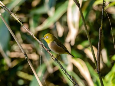A selective focus shot of a cute Warbling white-eye resting on the twig in Izumi forest in Yamato, Japan at daytime with a blurred background clipart