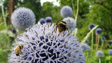 A selective focus shot of a bee on the Echinops flower clipart