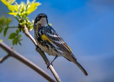 Yellow Rumped Warbler shot off the Boardwalk during Spring migration at Magee Marsh Wildlife Area in Oak Harbor, Oh clipart