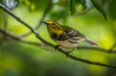 Black-throated Green Warbler (Setophaga virens) shot off the Boardwalk during Spring migration at Magee Marsh Wildlife Area in Oak Harbor, Oh clipart