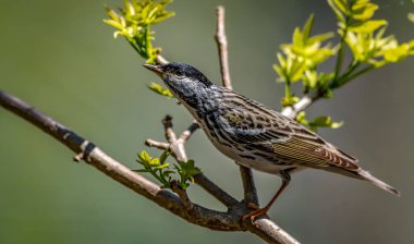 Blackpoll Warbler shot off the Boardwalk during Spring migration at Magee Marsh Wildlife Area in Oak Harbor, Oh clipart