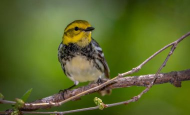 Black-throated Green Warbler (Setophaga virens) shot off the Boardwalk during Spring migration at Magee Marsh Wildlife Area in Oak Harbor, Oh clipart
