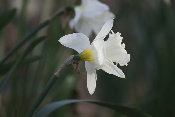 Closeup Shot Daffodil Growing West Virginia University Core Arboretum Morgantown — Stock Photo, Image