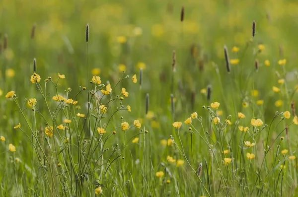 Ein Feld Mit Gelben Wildblumen Mit Verschwommenem Hintergrund — Stockfoto