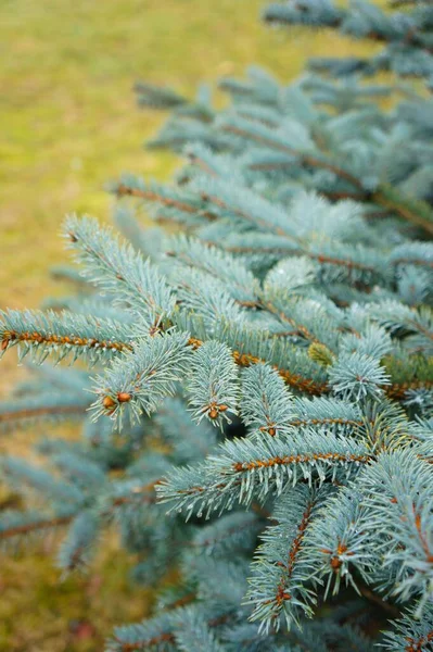 Een Verticaal Schot Van Een Pijnboom Takken — Stockfoto