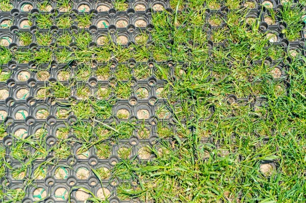 昼間の緑の草とマットのクローズアップショット — ストック写真