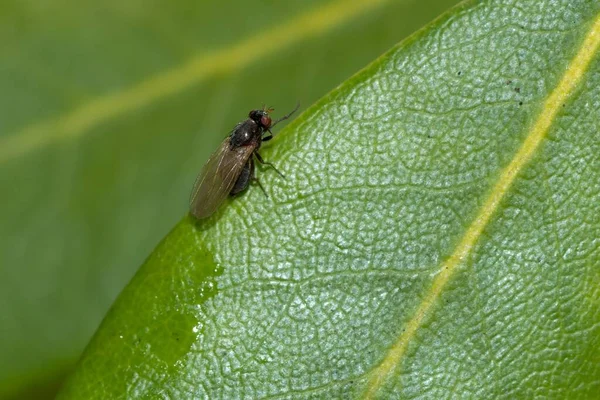 Tiro Seletivo Foco Uma Mosca Inseto Folha Verde Com Fundo — Fotografia de Stock