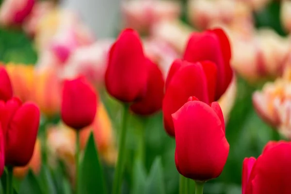 Beau Cliché Des Tulipes Rouges Sur Terrain Par Une Journée — Photo