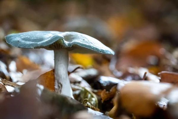 나뭇잎으로 둘러싸인 숲에서 자라는 버섯의 선택적 초점을 클로즈업 — 스톡 사진