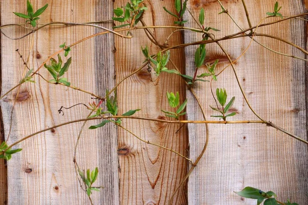 Primer Plano Hojas Ramas Sobre Una Superficie Madera —  Fotos de Stock