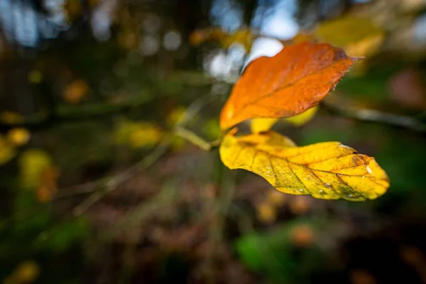Eine Nahaufnahme Selektiver Fokusaufnahmen Von Herbstblättern Mit Grünem Hintergrund — Stockfoto