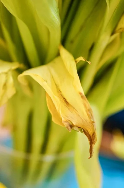 Primo Piano Verticale Della Foglia Danneggiata Fiore — Foto Stock