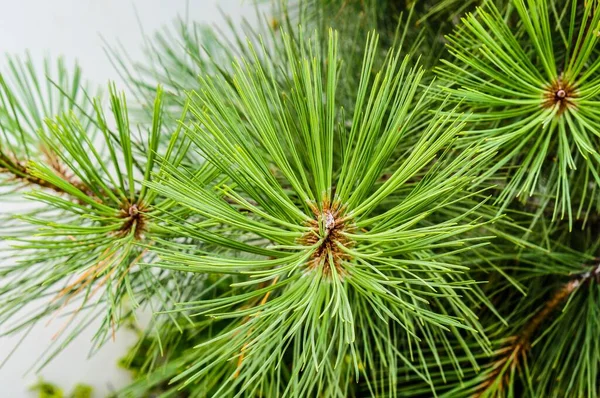 Selective Focus Shot Leaves Green Conifer Tree — Stock Photo, Image