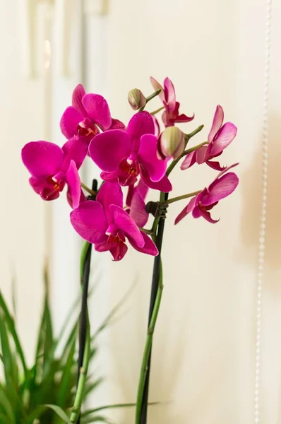 Vertical Closeup Shot Beautiful Purple Petaled Moth Orchid Blurred Background — Stock Photo, Image