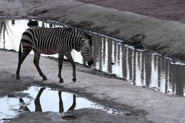 Weitwinkelaufnahme Eines Zebras Das Vor Dem Wasser Steht — Stockfoto