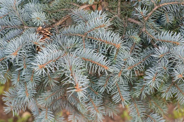 青いトウヒの木の枝の選択的焦点ショット — ストック写真