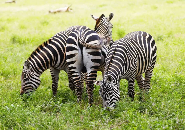 Eine Gruppe Zebras Weidet Tsavo East National Park Kenia Afrika — Stockfoto