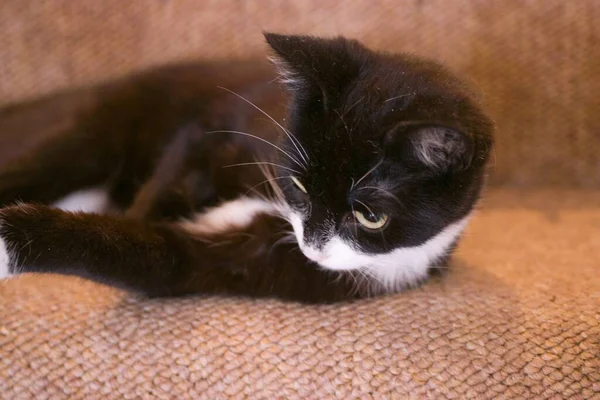 Cute Black White Kitten Laying Sofa — Stock Photo, Image