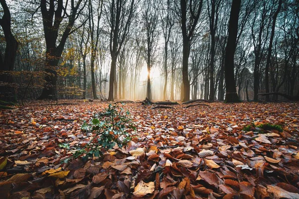 Hög Vinkel Skott Röda Höstlöv Marken Skog Med Träd Baksidan — Stockfoto