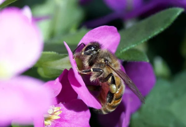 Plan Rapproché Une Abeille Assise Sur Une Fleur — Photo