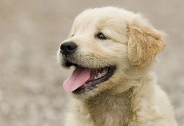 Adorable Cachorro Peludo Golden Retriever Mostrando Lengua Sobre Fondo Borroso —  Fotos de Stock