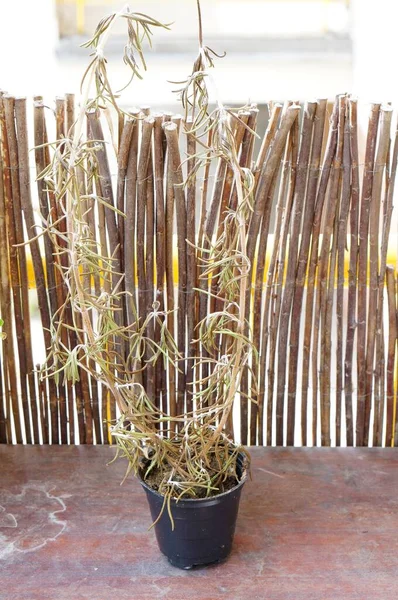 Vertikální Detailní Záběr Suché Rostliny Rozmarýnu Černém Plastovém Hrnci — Stock fotografie