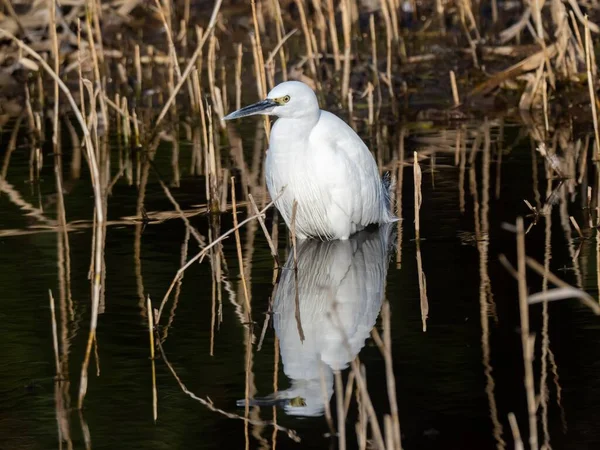 Tiro Seletivo Foco Little Egret Lago Com Uma Bela Reflexão — Fotografia de Stock