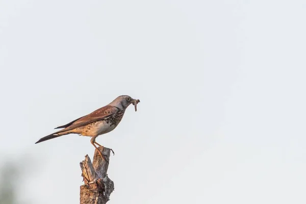 Nahaufnahme Eines Schönen Kleinen Vogels Der Auf Einem Holzstab Sitzt — Stockfoto
