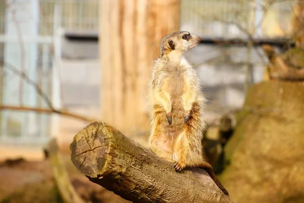 Meerkat Standing Wood Sunlight Blurry Background — Stock Photo, Image