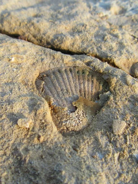 Gros Plan Vertical Une Coquille Fossile Dans Calcaire Sous Lumière — Photo