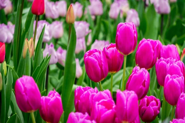 Beau Cliché Des Tulipes Roses Violettes Dans Champ Par Une — Photo