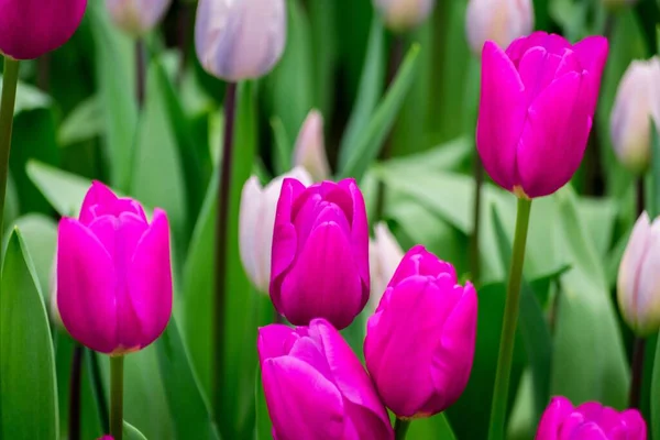 Gros Plan Des Fleurs Tulipes Dans Champ Par Une Journée — Photo