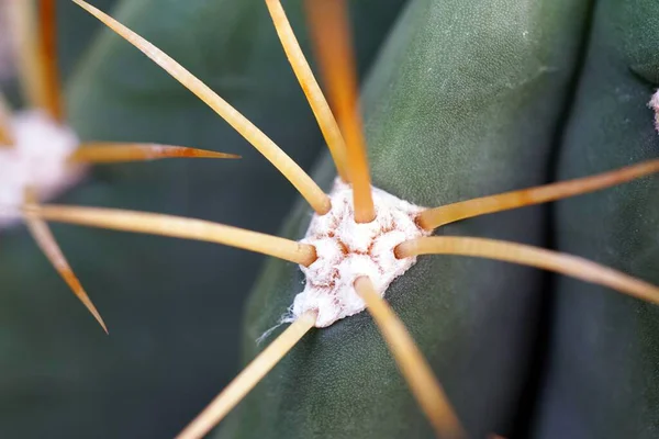 Nahaufnahme Eines Kaktus Mit Nadeln Tag — Stockfoto