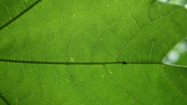 Μια Μακρο Εικόνα Ενός Πράσινου Φύλλου Κάτω Από Φως Του — Φωτογραφία Αρχείου