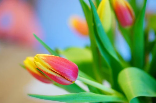 Eine Selektive Fokusaufnahme Einer Roten Blume Mit Verschwommenem Hintergrund — Stockfoto